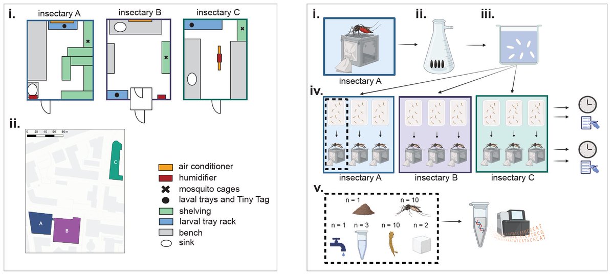 Laura E Brettell (@laura_brettell) on Twitter photo New paper!😃We split a batch of🦟eggs + reared using the same protocols in 3x <a href="/LSTMvector/">LSTM Vector Biology</a> insectaries +compared microbiomes➡️We found insectary-specific🦠affected by food source+🌡️
biorxiv.org/content/10.110… <a href="/Mossi_Lab/">MosSI Lab LSTM</a> <a href="/mosquitomicrobe/">Grant Hughes 🦟🦠 @mosquitomicrobe .bsky.social</a> <a href="/EvaHeinz7/">Eva Heinz</a> <a href="/vectorvish/">Vish Dhokiya</a> <a href="/AnanyaHoque/">Ananya Hoque</a> @aquabolina New paper!😃We split a batch of🦟eggs + reared using the same protocols in 3x <a href="/LSTMvector/">LSTM Vector Biology</a> insectaries +compared microbiomes➡️We found insectary-specific🦠affected by food source+🌡️
biorxiv.org/content/10.110… <a href="/Mossi_Lab/">MosSI Lab LSTM</a> <a href="/mosquitomicrobe/">Grant Hughes 🦟🦠 @mosquitomicrobe .bsky.social</a> <a href="/EvaHeinz7/">Eva Heinz</a> <a href="/vectorvish/">Vish Dhokiya</a> <a href="/AnanyaHoque/">Ananya Hoque</a> @aquabolina