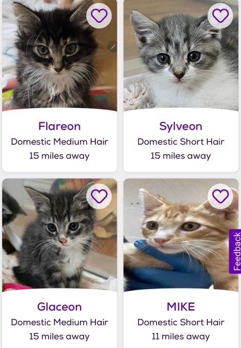 Aww that's adorable they're named after eeveeloutions 🥺🥺