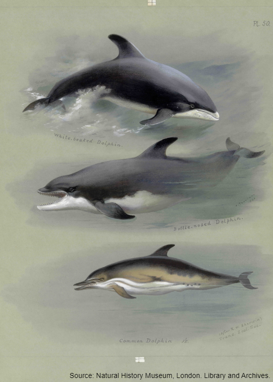 NHM_Library's tweet photo. Huge congratulations to Poppy Maskill and Tully Kearney on winning the first Gold medals for #ParalympicsGB in the pool at #Paris2024 🏊
🐬 #DidYouKnow that the #CommonDolphin is the fastest sea mammal, travelling at up to 37 mph? Unbelievable! https://t.co/MOSQRFjcLG