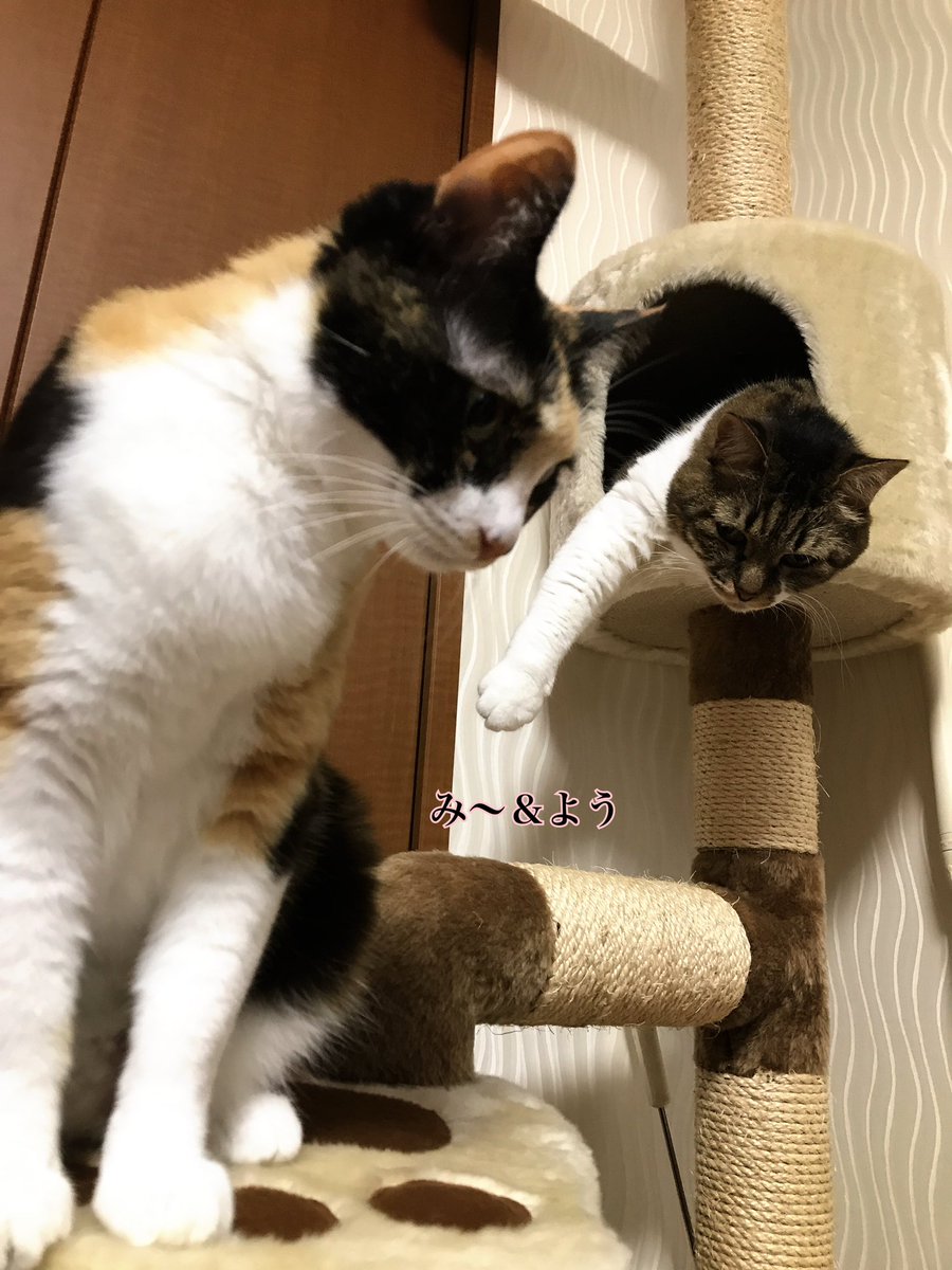 み〜&よう(よう&み〜からのお引越し)😸 tweet media