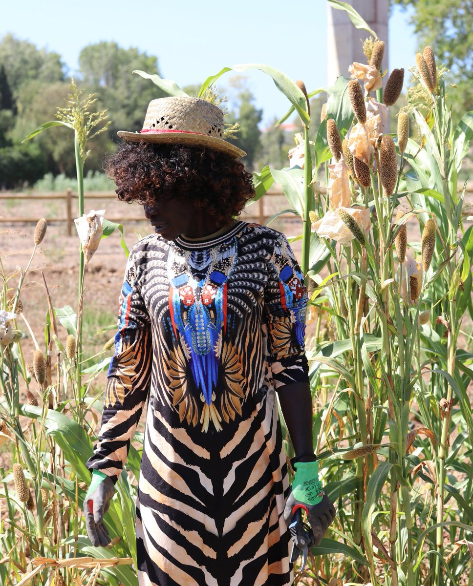 OeirasExp's tweet photo. On 26 August, the CAIS Association had a participatory visit to Oeiras Experimenta 🌾🔎
During this visit, the participants had the opportunity to collaborate and learn more about the ongoing trials 🌱 https://t.co/6xZgn6tdyj