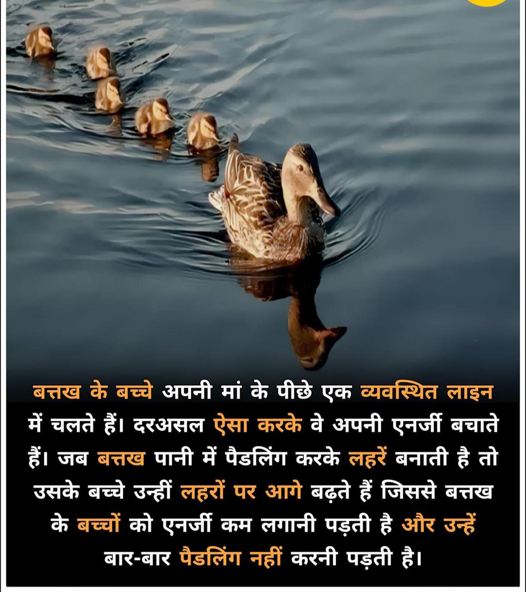 apostleankur's tweet photo. Even the ducklings know what to do, yet how foolish are those who don't follow their mentors. https://t.co/mjlkkFG6Nb