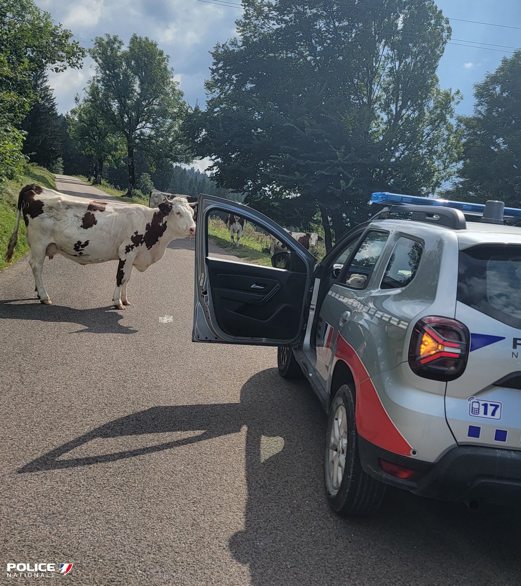PoliceNat25's tweet image. [#MondayMotivation]

Quand tu commences ta journée avec des 🐮#Montbéliardes en goguette sur la route de la montagne du Larmont à #Pontarlier ...
🤔