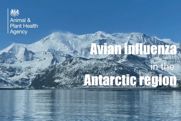 Read our latest #aphascience blog - Embarking on an extraordinary mission, APHA virologist, Dr. Marco Falchieri, set out to South Georgia. His goal? To investigate the presence of High Pathogenicity H5N1 #AvianInfluenza  virus.

aphascience.blog.gov.uk/2024/08/30/bir…