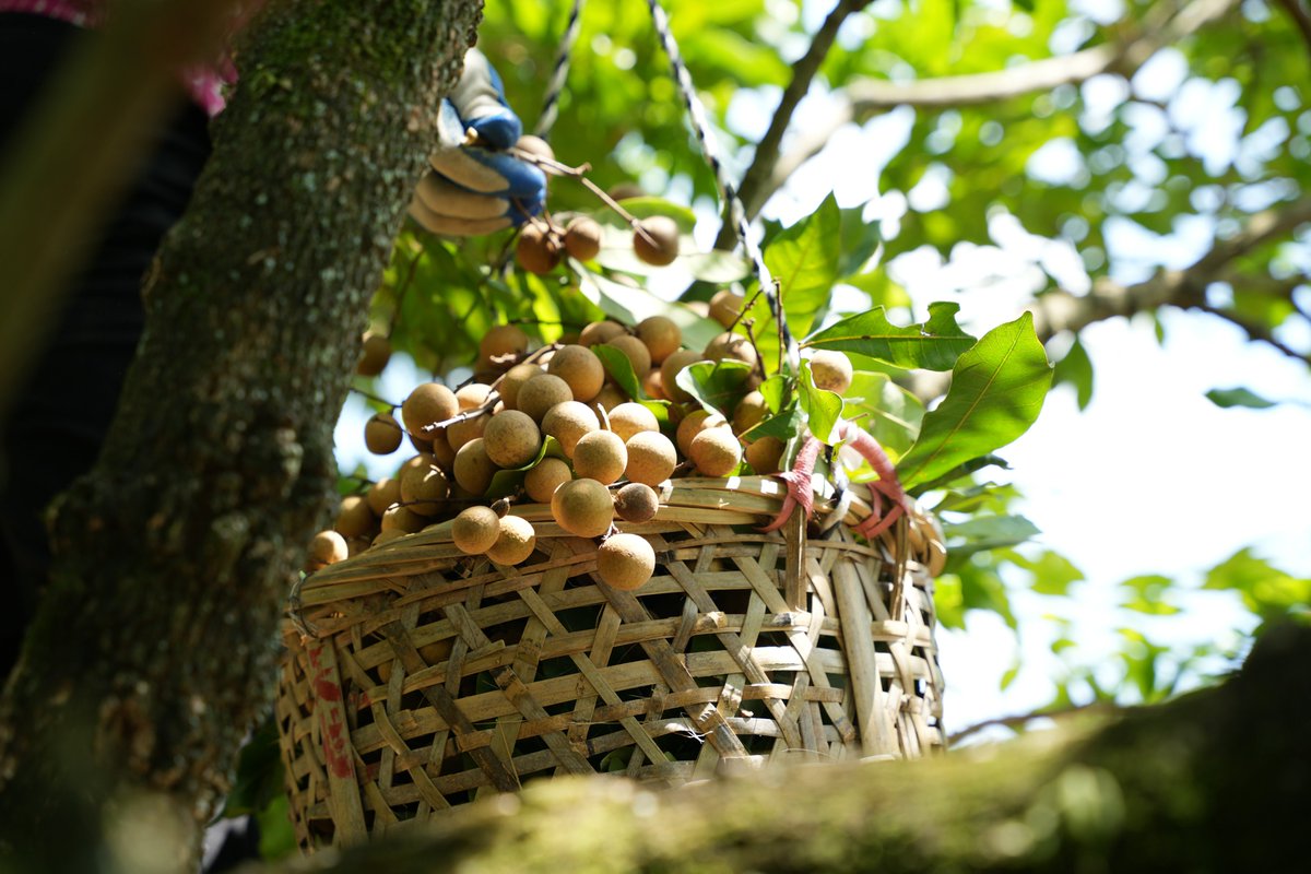 HolaFujian's tweet photo. ๐Fujian's longans have hit the market!
๐In Jiaoxi village, #Putian, #Fujian, fruit farmers are busy harvesting longans. In the orchards, clusters of #longans are plump and full, exuding a tempting fruity aroma. It is reported that Putian has over 80 varieties of longans, the most in #China.