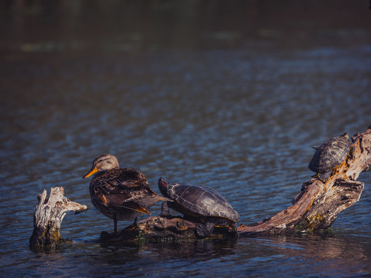 Descubre el paraje natural del Clot de Galvany 💧

<a href="/elconfidencial/">El Confidencial</a> muestra en este reportaje la historia cómo se recuperó hace unas décadas para convertirlo en un oasis para la biodiversidad🦆🌿 a través del agua regenerada elconfidencial.com/medioambiente/…

#Elx <a href="/aigueselx/">Aigües d'Elx</a> <a href="/ajuntamentelx/">Ayuntamiento de Elche - Ajuntament d'Elx</a>