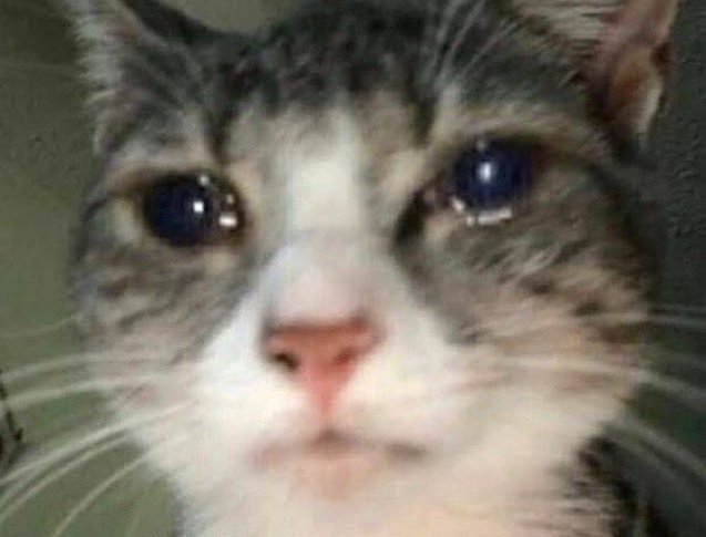 Leonino | PNGTuber tweet media