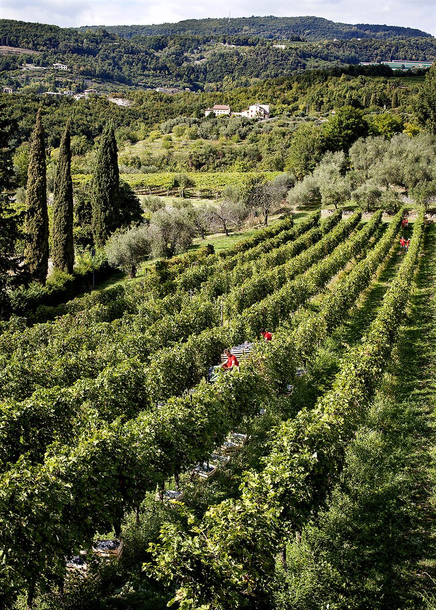 Masi Agricola has started its 2024 harvest in Italy. 🍇Despite weather challenges, swift action minimized damage, ensuring high-quality grapes. Masi expects a good harvest for Appassimento wines and Amarone in Valpolicella Classica.
Read more: masi.it/en/news/2024-v…