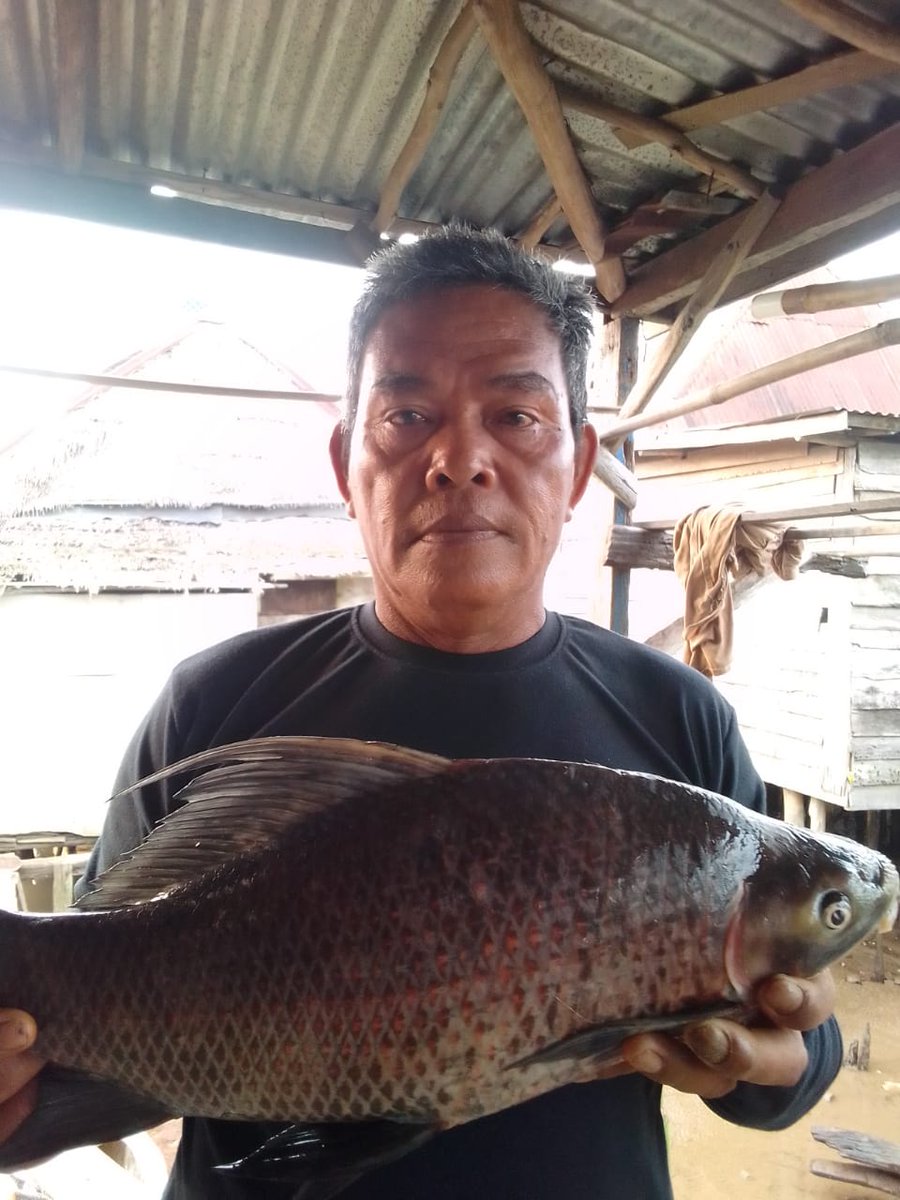 Senin(19/8) Luhkan Kab.Banyuasin Wasahla, S.Pi. Kub Satang Kel.mariana Ilir hasil tangkap sungai ikan rucah (Lundu,lampan, coli) sebanyak 25 kg dg harga Rp.20.000/kg.
#GiatLuhkanBRPPUPPPalembang
#luhlapor 
#tangkap
#Banyuasin
<a href="/bppsdm_brppupp/">BRPPUPP Palembang</a>