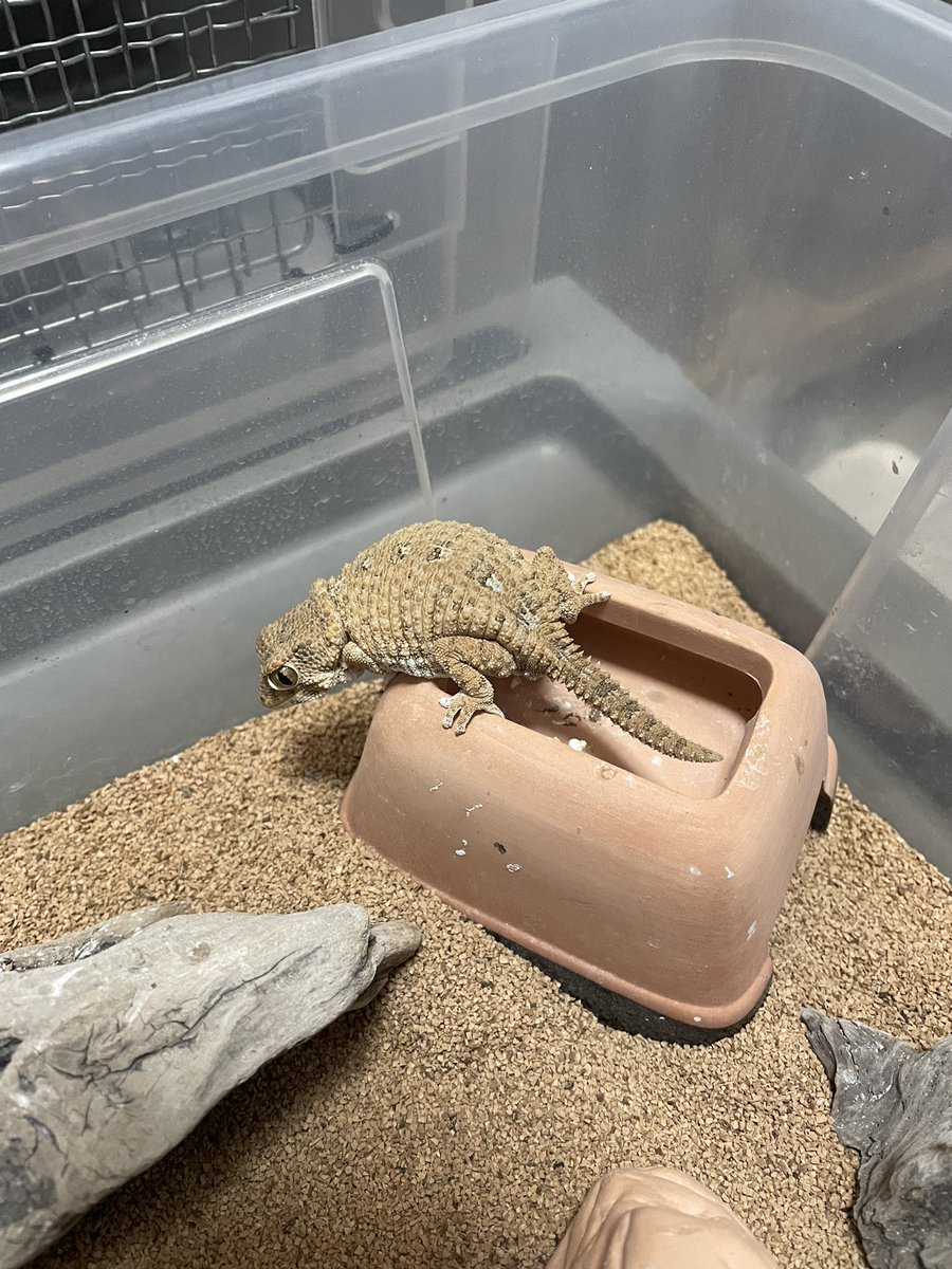 FsGecko's tweet image. ヘルメットゲッコー！
決して懐きも寄ってきもしないけど可愛い奴ら👍
 #爬虫類好きと繋がりたい    #爬虫類  #ヘルメットゲッコー  #繁殖 #長崎