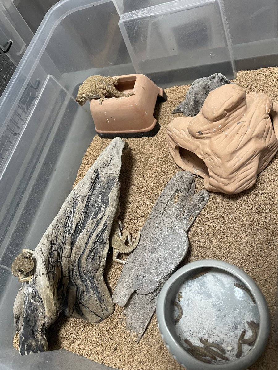 FsGecko's tweet image. ヘルメットゲッコー！
決して懐きも寄ってきもしないけど可愛い奴ら👍
 #爬虫類好きと繋がりたい    #爬虫類  #ヘルメットゲッコー  #繁殖 #長崎