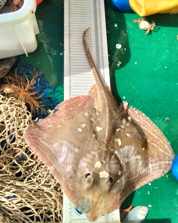 📍 En la #RíaAres, hemos muestreado 4 de las especies de #raya que habitan en Galicia. 

1️⃣ Raja undulata
2️⃣ Raja clavata
3️⃣ Raja brachyura
4️⃣ Raja microocellata