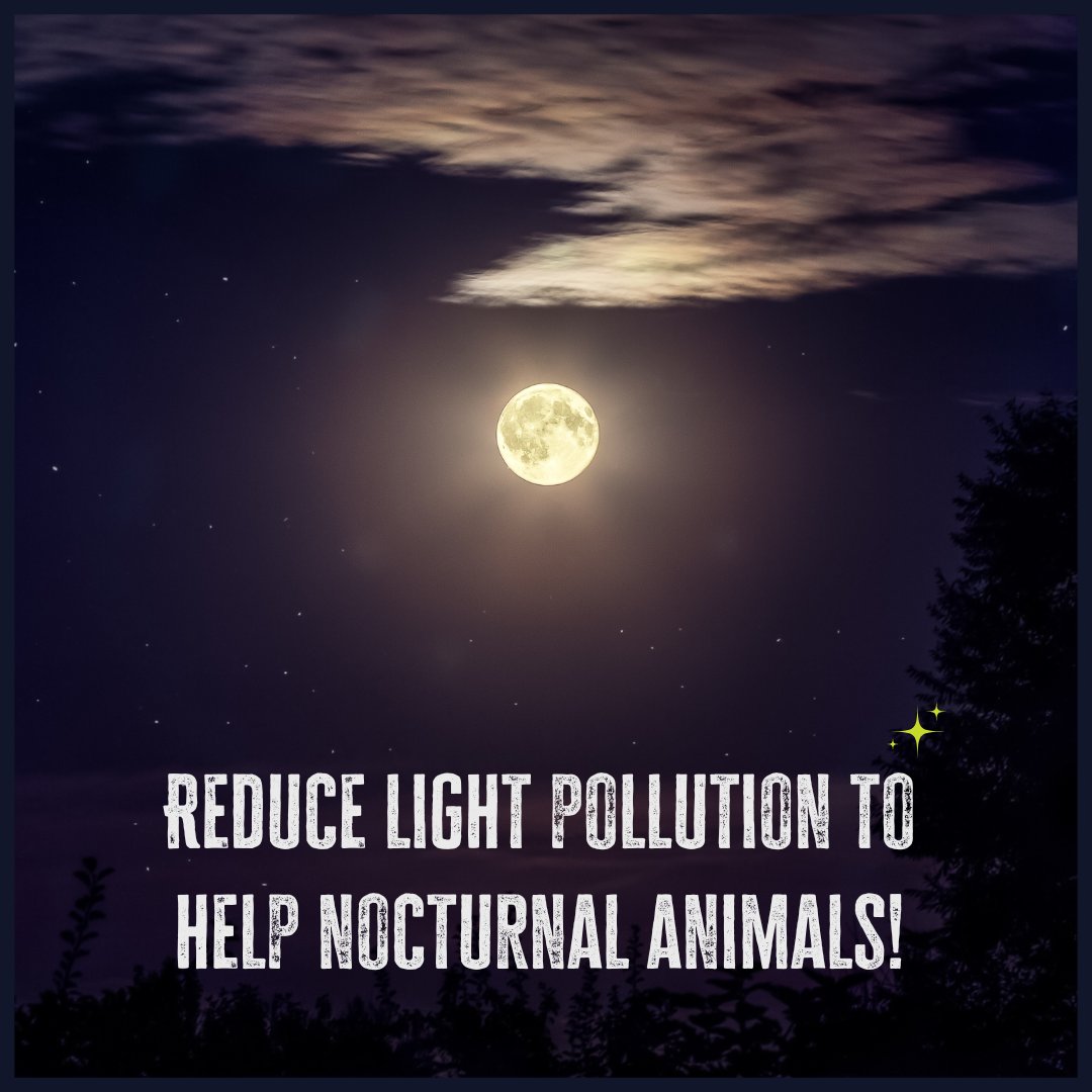 EagleHeightsUK's tweet photo. Reduce light pollution! πβ¨ Use motion sensors and lower-intensity bulbs to help nocturnal animals. #ReduceLightPollution #WildlifeProtection #EagleHeights https://t.co/cPnG5dd9yU