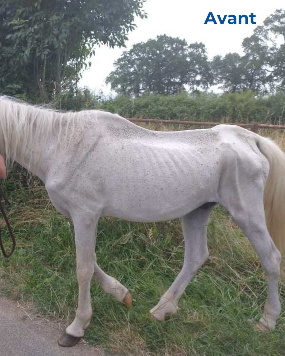 FBB_Officiel's tweet photo. 🐴 Miracle à la FBB : La renaissance d'Oa Peshawar !

Le 27 juin dernier, nous vous partagions un sauvetage en direct. Un cheval de 26 ans, Oa Peshawar, dans un état critique. Aujourd'hui, nous célébrons son incroyable transformation !