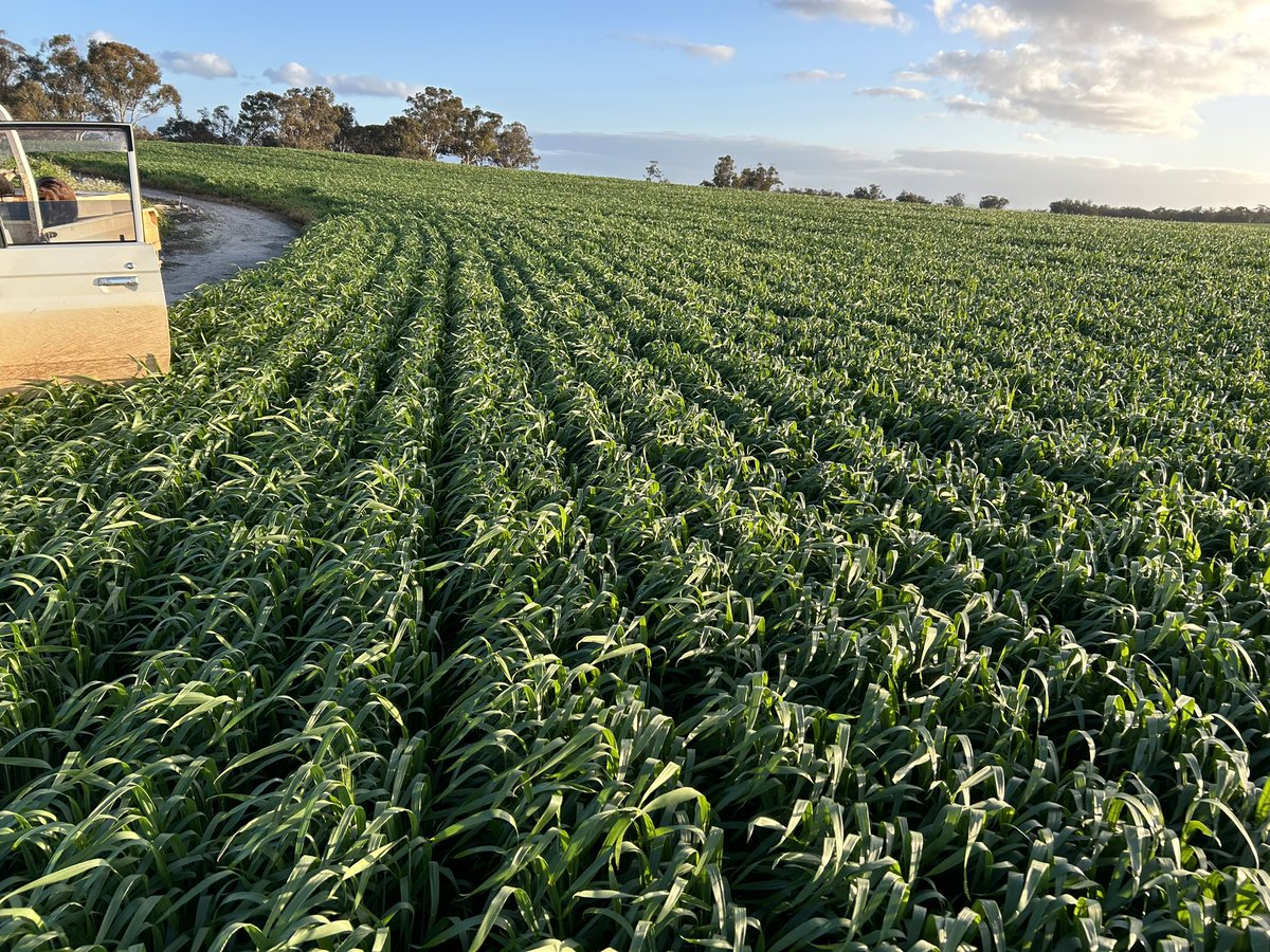 JJB McGill esquire Hoolz. living on McGill land tweet media