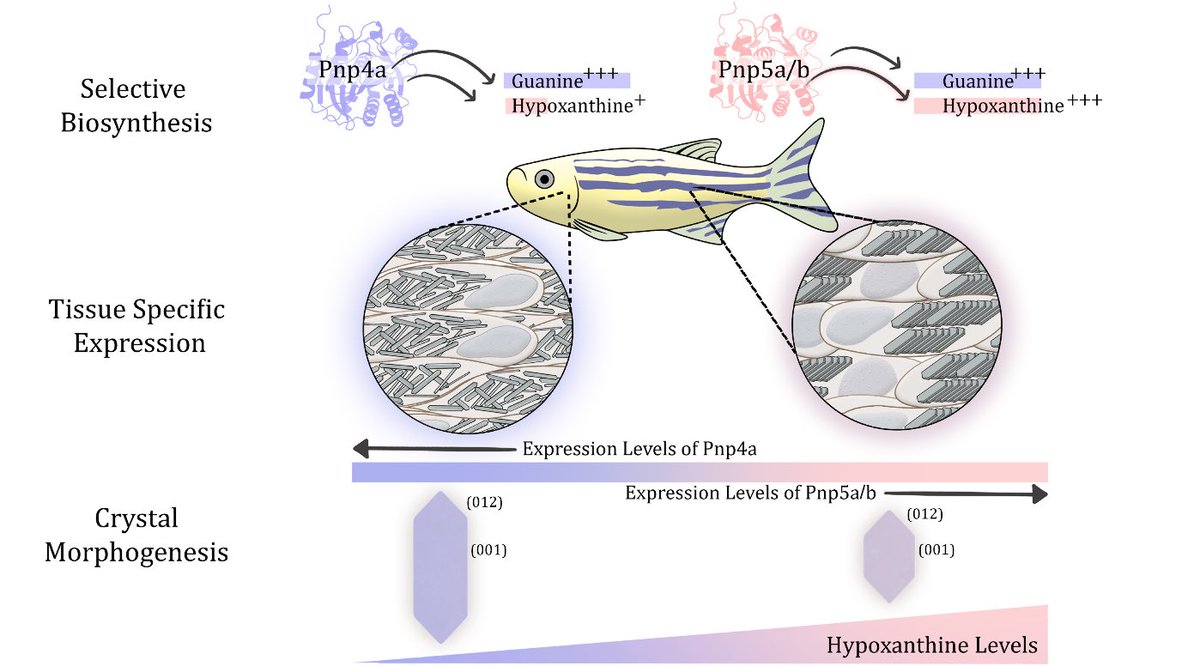 Rachael Deis tweet media