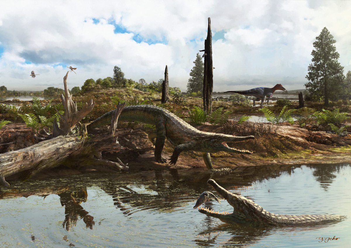 Pedro Godoy (@pedrolgodoy) on Twitter photo New Peirosauridae from Brazil just dropped! 🚨🐊
Meet Epoidesuchus tavaresae, from the Adamantina Formation (Late Cretaceous), a new pepesuchine peirosaurid, which was long-snouted and semiaquiatic.
The great paleoart below was done by Guilherme Gehr.
anatomypubs.onlinelibrary.wiley.com/doi/10.1002/ar… New Peirosauridae from Brazil just dropped! 🚨🐊
Meet Epoidesuchus tavaresae, from the Adamantina Formation (Late Cretaceous), a new pepesuchine peirosaurid, which was long-snouted and semiaquiatic.
The great paleoart below was done by Guilherme Gehr.
anatomypubs.onlinelibrary.wiley.com/doi/10.1002/ar…