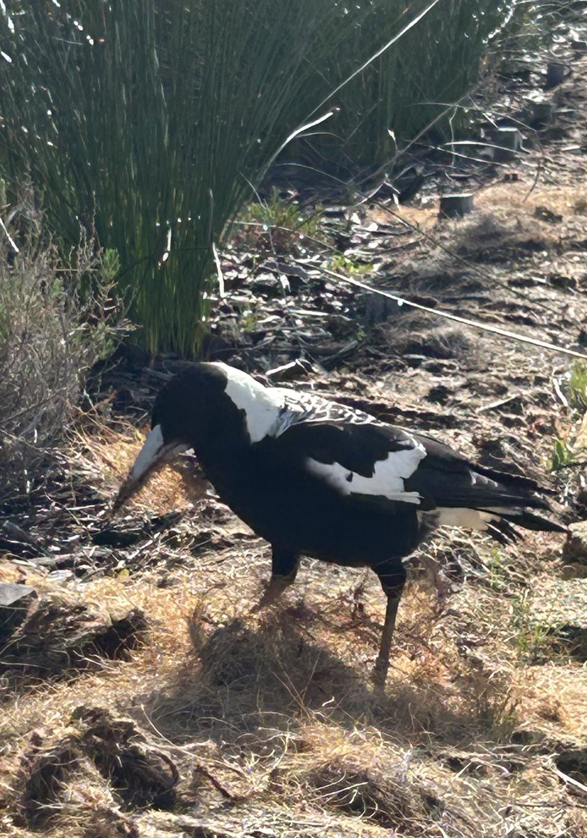 Spring is in the air, it’s time to get busy! RGMR putting the final touches to her nest - some nice soft inner lining for the long days of incubating ahead! RGMR is a young female from one of our largest groups: 12 birds, 4 breeding females.