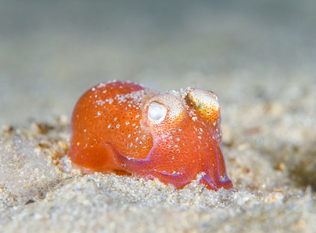 MSA (@malsocaus) on Twitter photo #molluscs2024 Early bird registration and abstract submission ends tomorrow, 31 Aug!
Register now and submit your abstract on molluscs2024.com.au
Photos: <a href="/henry_carrick/">Henry Carrick</a> #molluscs2024 Early bird registration and abstract submission ends tomorrow, 31 Aug!
Register now and submit your abstract on molluscs2024.com.au
Photos: <a href="/henry_carrick/">Henry Carrick</a>
