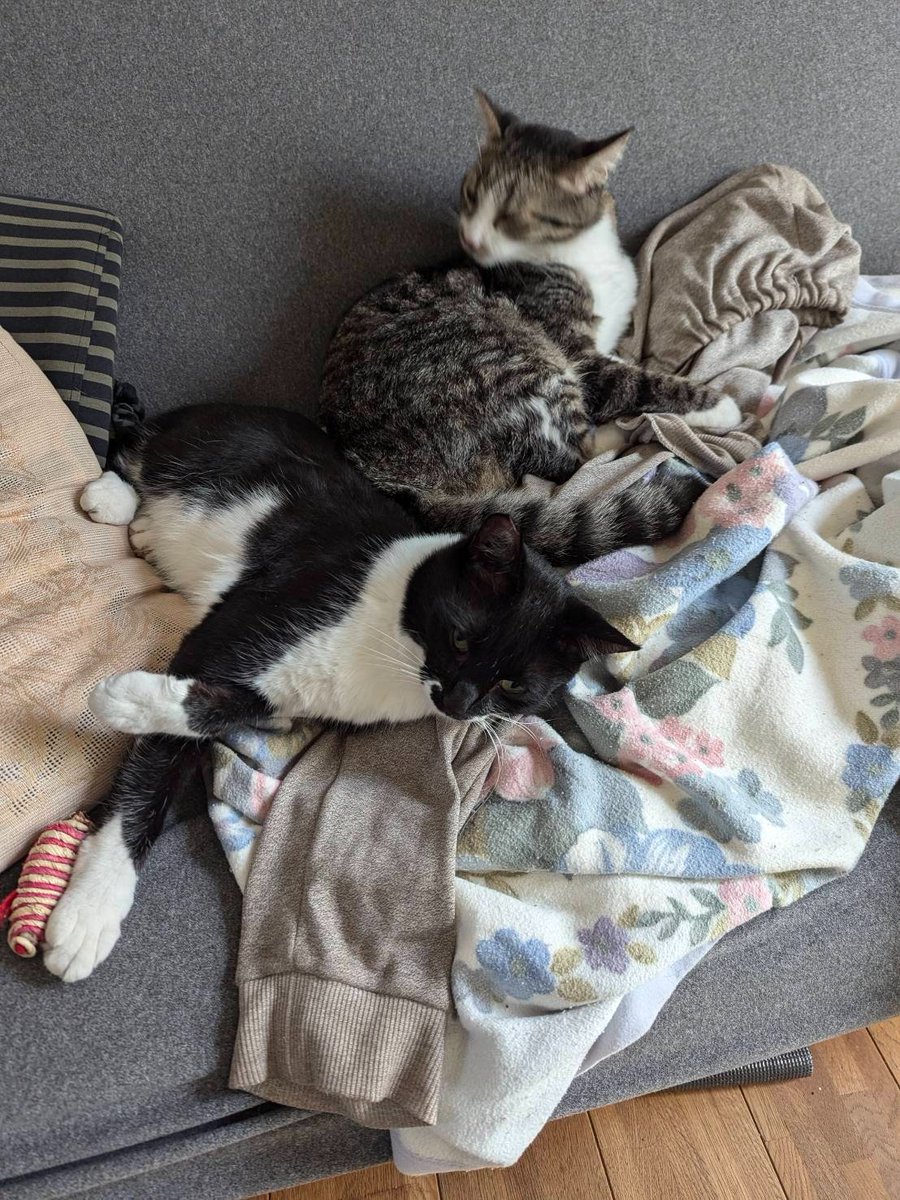 kuranoya_shop's tweet image. 🐱の体重測定は​必要なの⁉️

🐱の体重測定は健康管理に重要だに😁
体重の増減は病気のサインずら🥲

⭕️2週間に1回測ると良いら
体重計で正確に測って記録するだど愛🐱の健康を守るために、体重測定を習慣にするずら🥰
#猫の健康