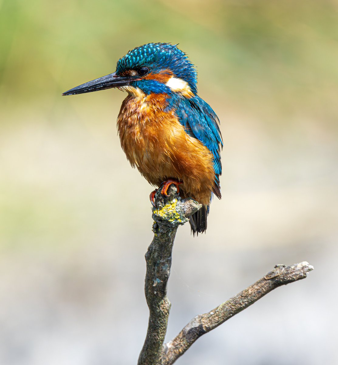 sean mulqueen (@carper18) on Twitter photo 