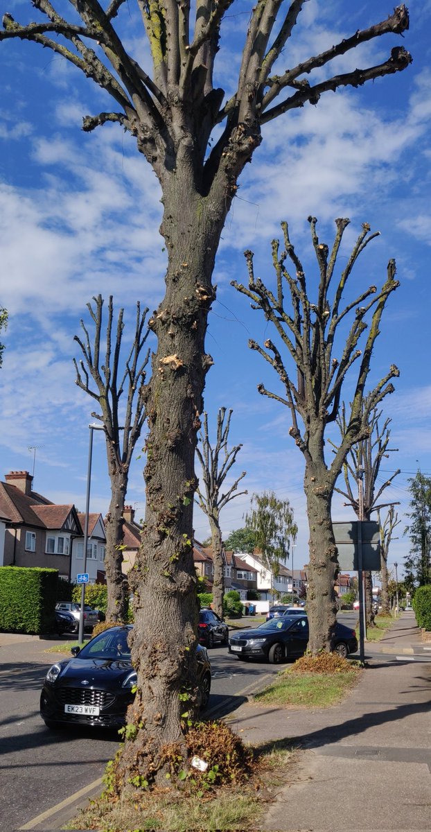 So depressing to see <a href="/harrow_council/">London Borough of Harrow</a> &amp; their tree contractors topping trees in August, in the heat of summer - these on Headstone Lane.

In what way is this necessary or helpful? Weakening #trees, killing wildlife habitat &amp; creating a hotter living environment for all 😡 #Harrow