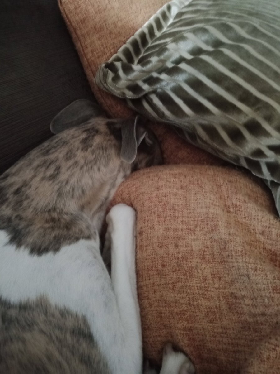 🎶Hey!
You've got to hide your snoot away!🎶
🐾🐾♥️♥️