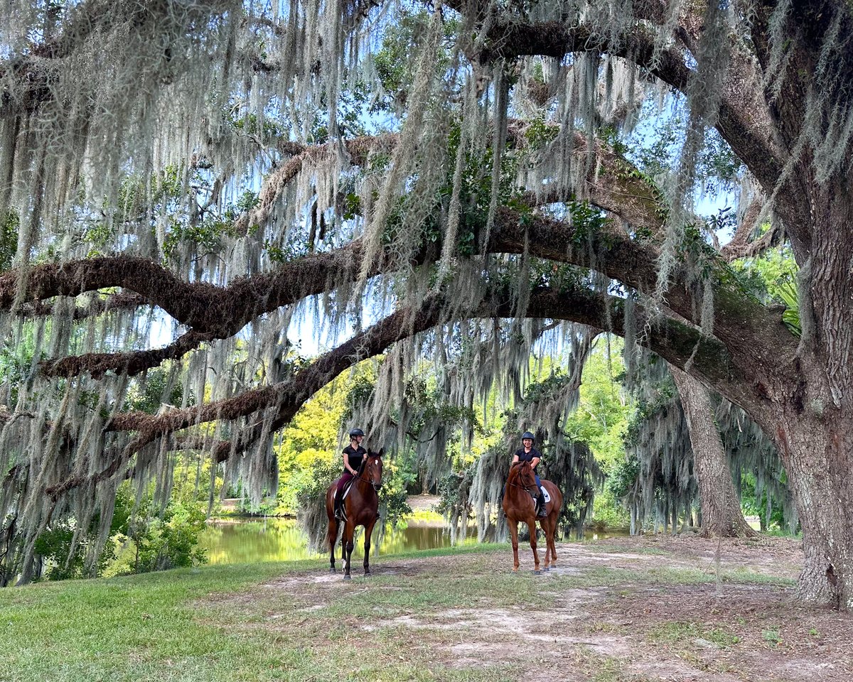 Pin Oak Stud tweet media