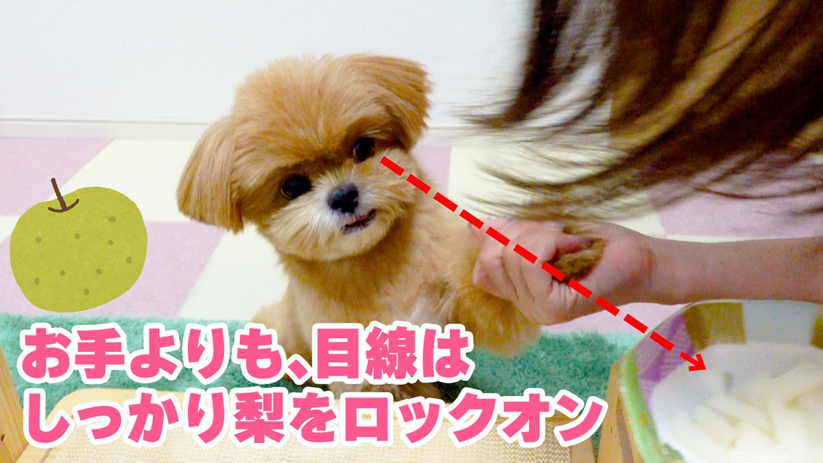 dannanoblog's tweet photo. 大好物の梨に目がないビビの巻 https://t.co/pbsTug9Cwp @YouTubeより 

果物大好きビビちゃんに今回は梨をあげました✨ https://t.co/RlkfKXvhdl