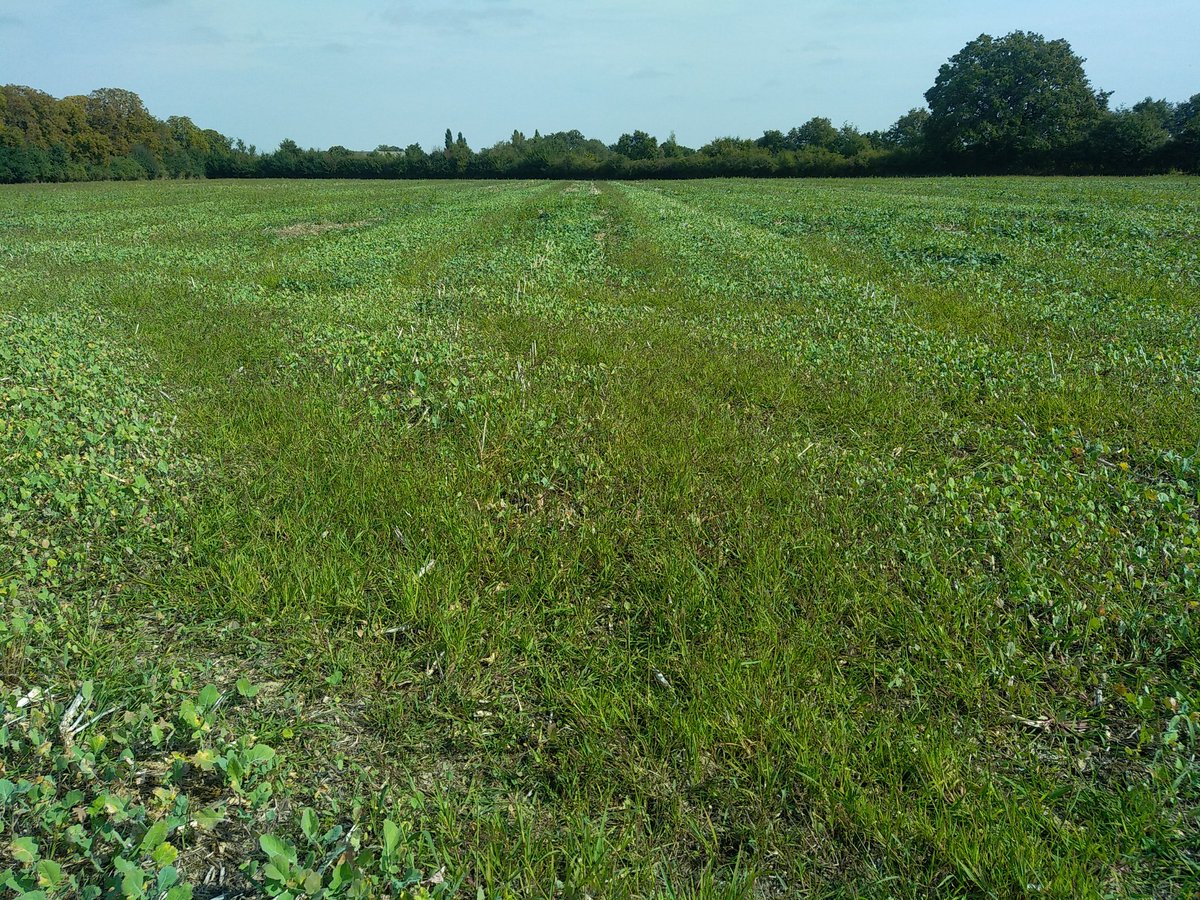 Pourquoi les panics n'ont levées que dans les pistes de la batteuse? 
C'est la première parcelle récoltée après le déluge et c'était un peu trop tôt la MB avait bien marquée malgré l'ancienneté en SD...