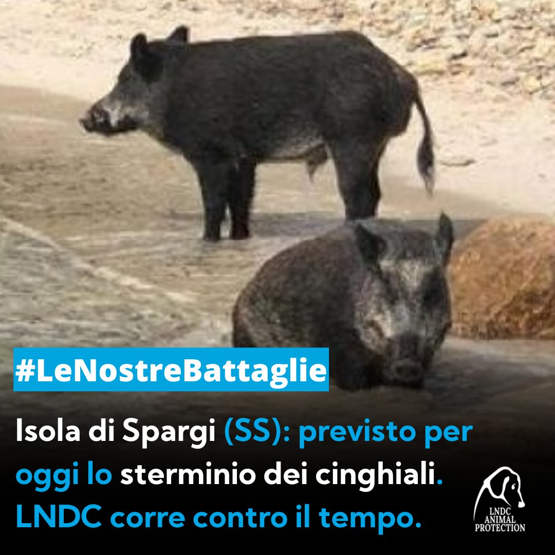 lndc_italia's tweet image. Il sindaco della Maddalena ha ordinato lo sterminio dei #cinghiali dell&apos;isola di #Spargi. I turisti li hanno resi confidenti e ora sono gli animali a dover pagare con la vita! Noi non lo accettiamo e abbiamo inviato una diffida urgente per impedire la mattanza.