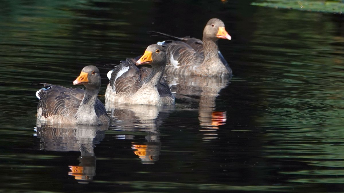 Phil Bull tweet media