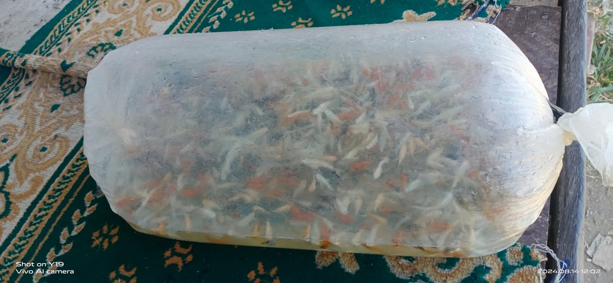 Irmayatilatief's tweet photo. Jumat (16/08/2024), Irmayati, PPB kota Makassar, Pokdakan Hias Bersama, Kel. Parang tambung, kec. Tamalate, panen ikan hias jenis molli sebanyak 1500 ekor, harga Rp.1000/ekor

#panen
#luhlapor
#giatluhkankotaMakassar
#BRPBAPPPMaros
#BPSDMKP https://t.co/Q8A48DrE0C