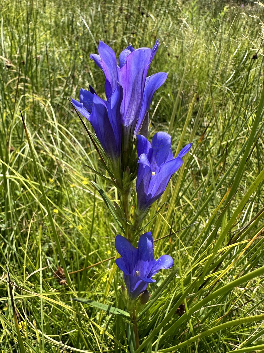 European Butterflies Group tweet media
