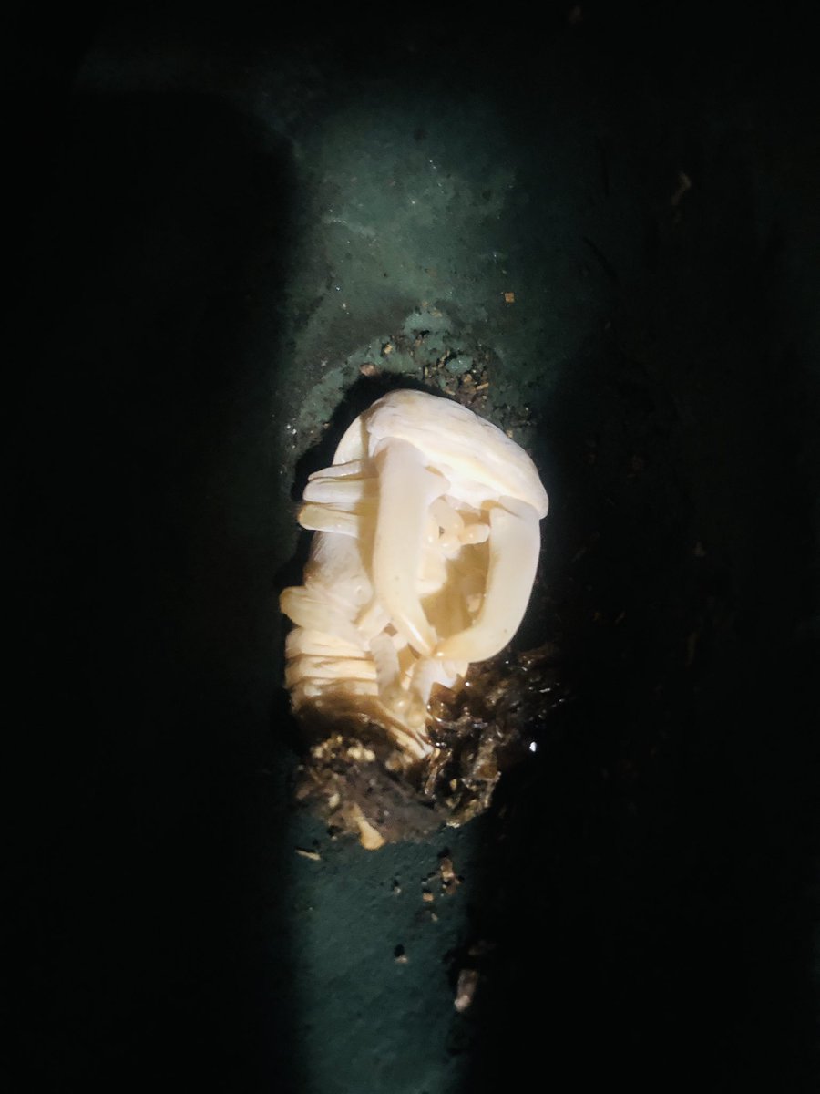 パラワンのオスちゃんの前蛹幼虫がヤバかったので急遽、人工蛹室に移したところ次の日には蛹化しておりかなり危うかったのですが、何とか健康な蛹になってくれました。

よかった〜