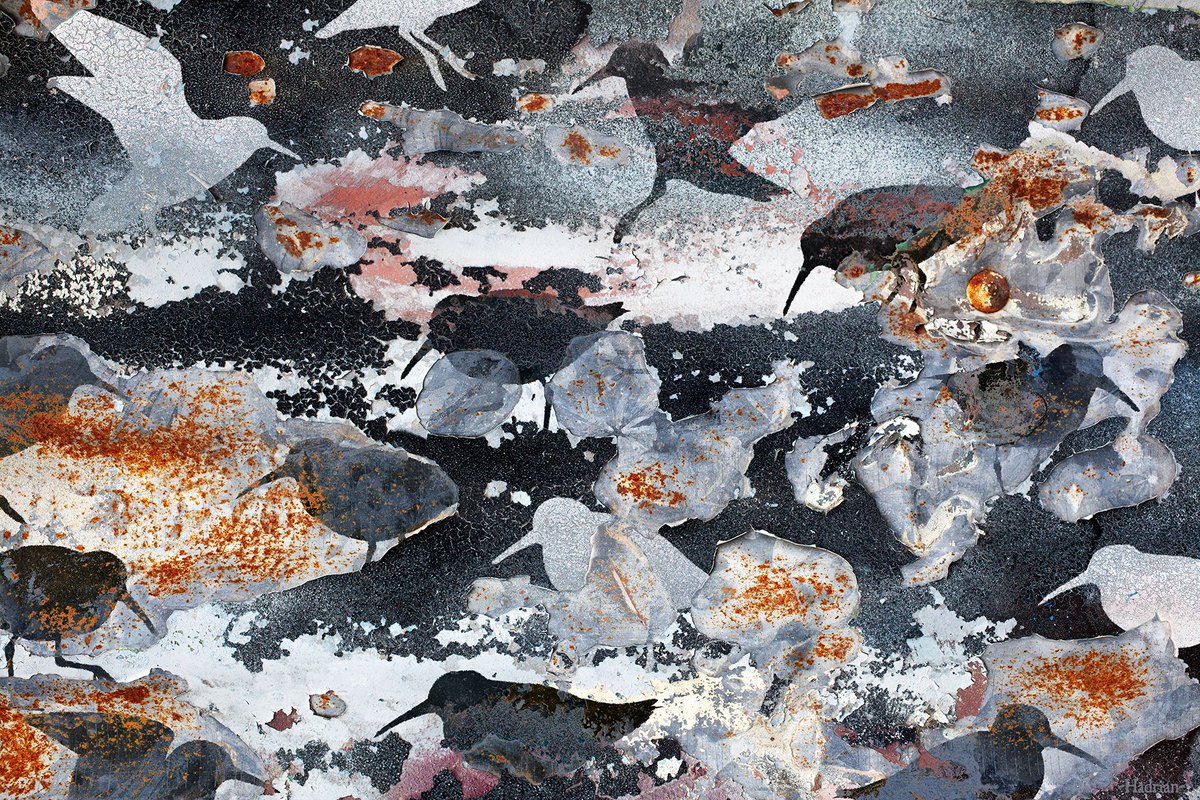 AdrianHillman's tweet photo. Flock of dunlin foraging in a photo of paintwork on a weathered old fence
#dunlin #bird #wadingbird #coast #shorebirds #wildlifeart #abstractart #urbandecay #weathering
https://t.co/GOY9tGNu55 https://t.co/UDzdyWdbnp