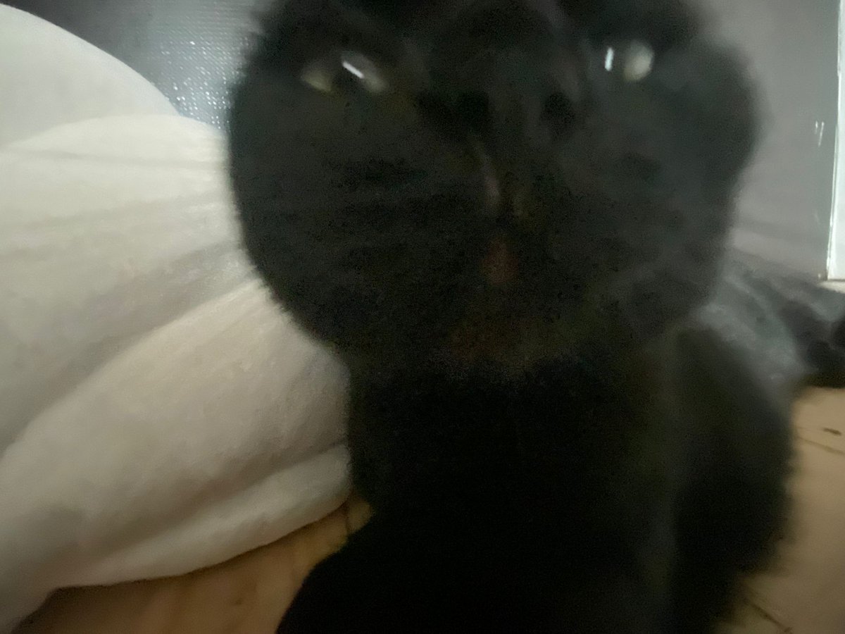 meow