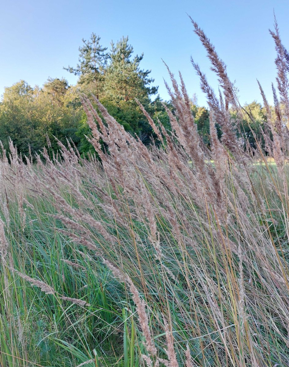 siitepolya's tweet photo. Heinät kukkivat enää maan etelä- ja keskiosissa. Pujo kukkii vielä koko maassa Lappia lukuun ottamatta, mutta kukinta on lähes päättynyt Pohjois-Pohjanmaalla ja Kainuussa. Viikonlopun aikana Suomeen voi kulkeutua tuoksukin siitepölyä. #allergia #heinä #pujo #tuoksukki #loppukesä https://t.co/BQVnbnWZUr