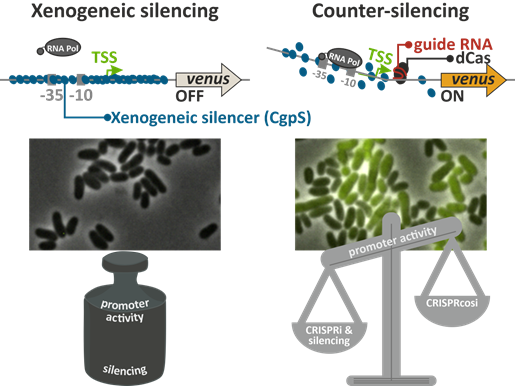 FrunzkeLab (@frunzkelab) on Twitter photo We are happy to share our recent preprint on (first ever CRISPR paper in my life😅):
"CRISPR/dCas-mediated counter-silencing – Reprogramming dCas proteins into antagonists of xenogeneic silencers" #CRISPRcosi
🧵(1/8)
biorxiv.org/content/10.110…
<a href="/fz_juelich/">Forschungszentrum Jülich | @fzj@social.fz-juelich</a>, <a href="/HHU_de/">Heinrich-Heine-Universität Düsseldorf</a>, <a href="/MibiNet_1535/">MibiNet</a> We are happy to share our recent preprint on (first ever CRISPR paper in my life😅):
"CRISPR/dCas-mediated counter-silencing – Reprogramming dCas proteins into antagonists of xenogeneic silencers" #CRISPRcosi
🧵(1/8)
biorxiv.org/content/10.110…
<a href="/fz_juelich/">Forschungszentrum Jülich | @fzj@social.fz-juelich</a>, <a href="/HHU_de/">Heinrich-Heine-Universität Düsseldorf</a>, <a href="/MibiNet_1535/">MibiNet</a>