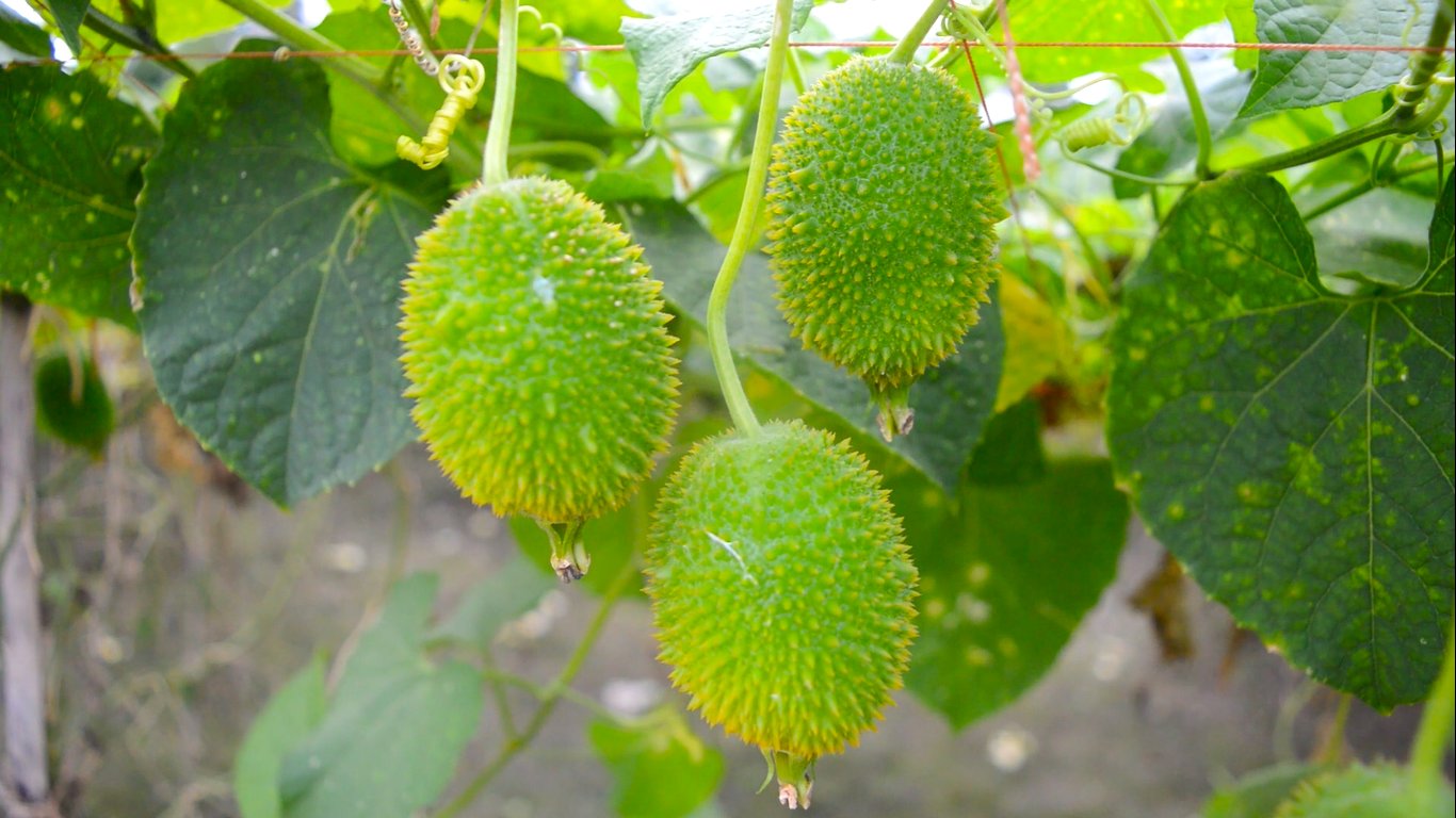 আত্রাইয়ে কাঁকরোল চাষ করে লাভবান কৃষক