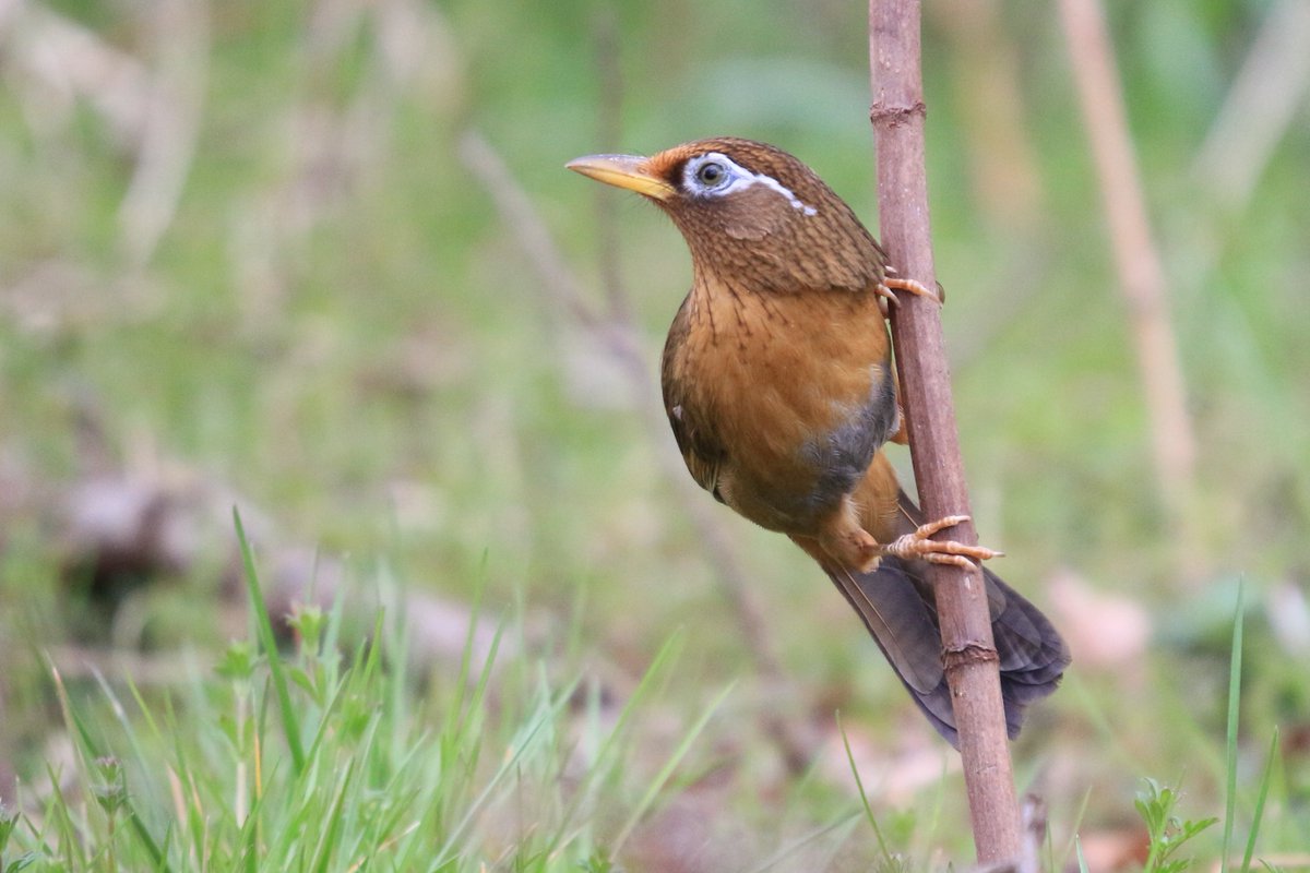 日本鳥学会2024年度大会では、口頭発表B24でガビチョウの遺伝解析に関する口頭発表を行います。M2〜D2の3年間の調査で得られたサンプルをもとに途中経過を報告します。
他にも自由集会W04、W07にも主催として参加します。
今大会はこれまでにない発表数で今からワクワクしています！
#osj2024