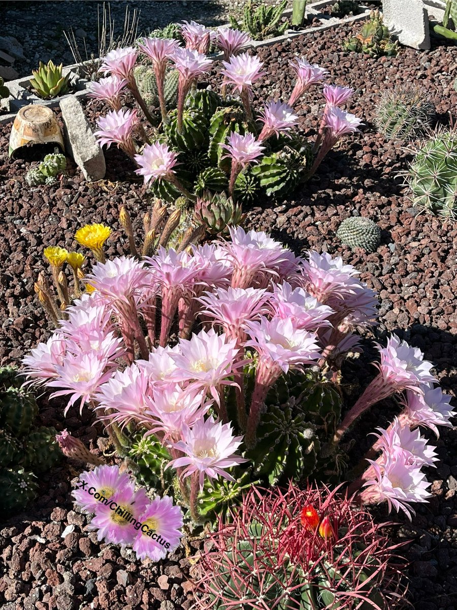 🥳🌸🌸🌸🌸
#Cacti 🌵 Echinopsis 

Show your cactus in the comments 🙏