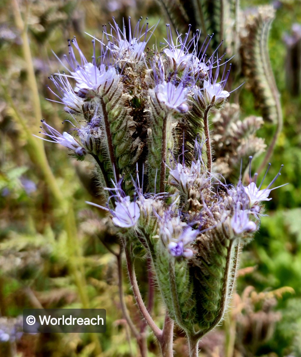 World Reach Comms tweet media