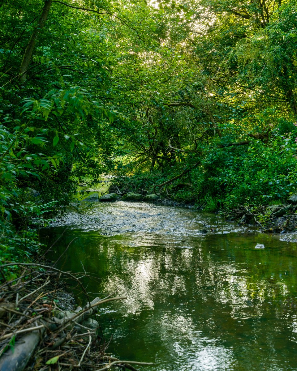 dan23freedom's tweet image. Forest Stream Flows
·
📷 1/30 sec at f/8,0, ISO 500, 46 mm StandardZoom #dan23freedom
#ParkWalk #ForestStream #NaturePathway #GreenSerenity #NaturePhotography #LandscapePhotography #Trees #Stream #River #Water #PeacefulScene #TranquilMoments #Germany #NordrheinWestfalen