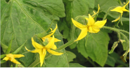 IfapaJunta's tweet photo. ¿Conoces la Guía #Producción #Integrada de #IFAPA?
Es una #App para encontrar las prácticas agrícolas obligatorias, prohibidas y recomendadas de la Producción Integrada en los #cultivos acogidos a este sistema de producción🌿
📲Descárgala en: https://t.co/siyZX2ioo5 https://t.co/SobfqjNFyZ