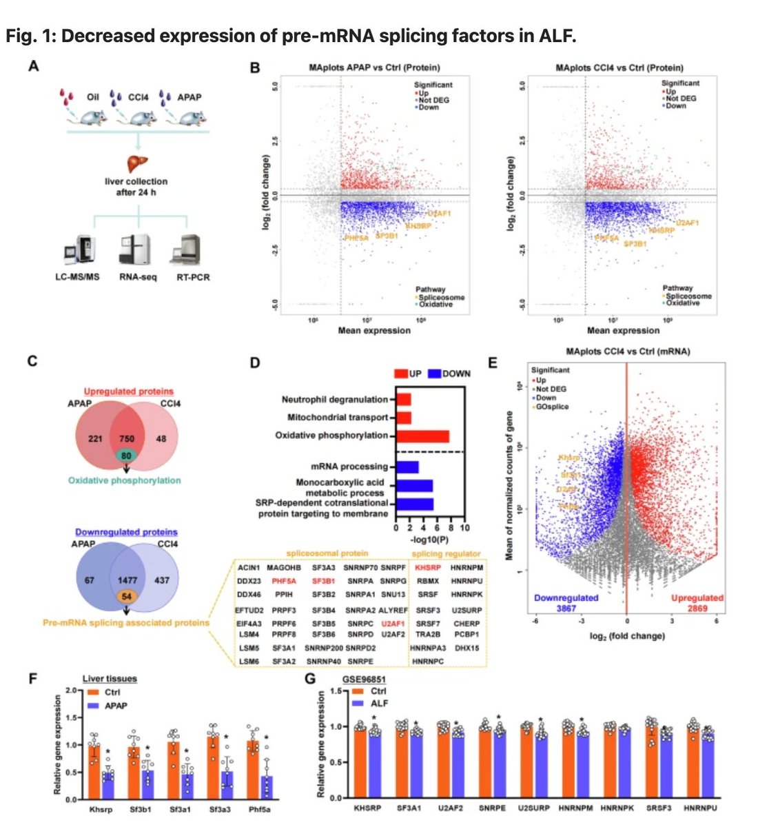 👀Research published on @CDDPress shows that KHSRP plays a protective role in acute liver failure (ALF) by regulating pre-mRNA splicing. Targeting KHSRP could offer a new therapeutic approach for ALF.   nature.com/articles/s4141…
#LiverHealth #ALF #MedicalResearch