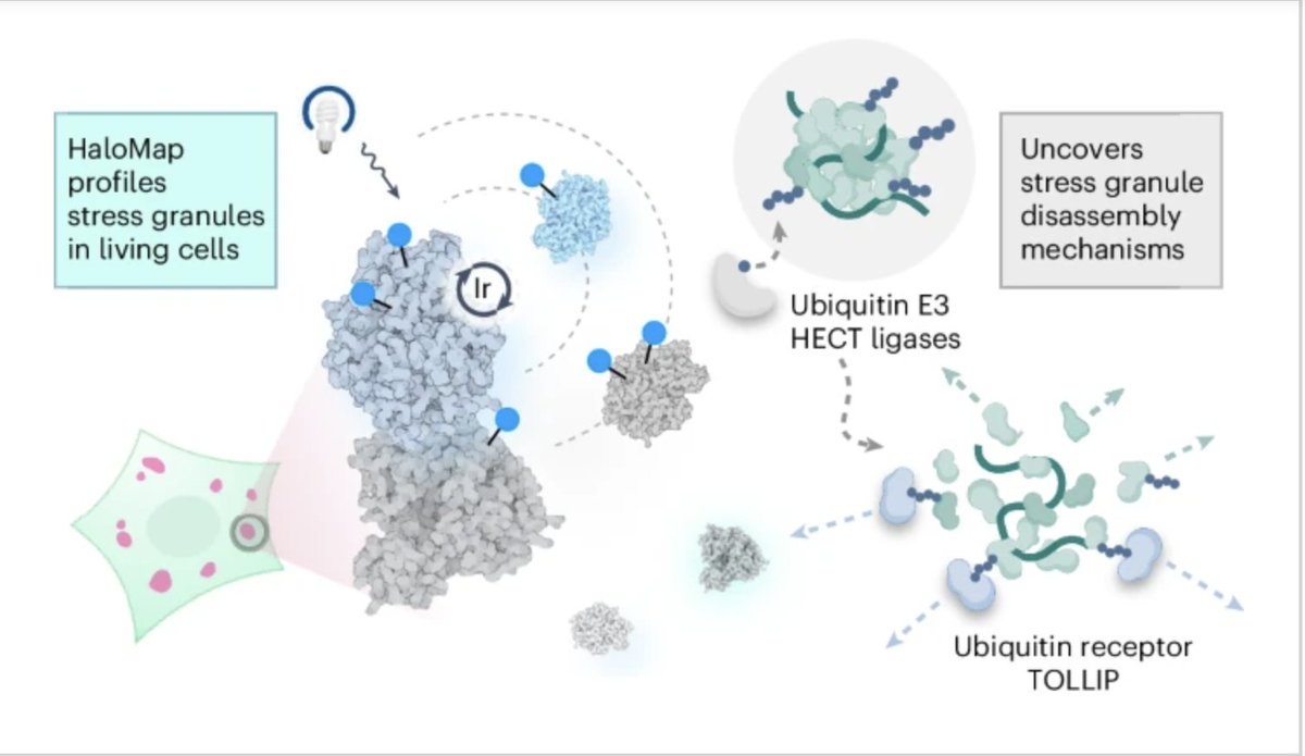 Princeton Chemistry (@princetonchem) on Twitter photo Now out from the <a href="/MacMillan_Lab/">MacMillan Group</a> in <a href="/nchembio/">Nature Chemical Biology</a>: “µMap proximity labeling in living cells reveals stress granule disassembly mechanisms.”
Congratulations Roderick, Steve, Sean, and Dave on this fine work.
Paper here: bit.ly/3z1Vr2O Now out from the <a href="/MacMillan_Lab/">MacMillan Group</a> in <a href="/nchembio/">Nature Chemical Biology</a>: “µMap proximity labeling in living cells reveals stress granule disassembly mechanisms.”
Congratulations Roderick, Steve, Sean, and Dave on this fine work.
Paper here: bit.ly/3z1Vr2O