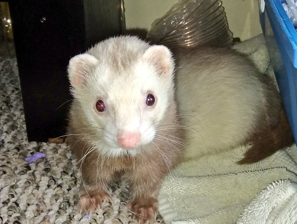 Dustin 'Flash' Waller tweet media