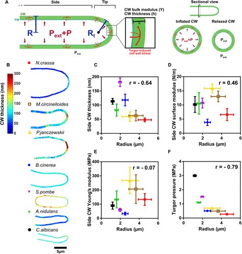 American Society for Cell Biology (@ascbiology) on Twitter photo From MBoC
Mechanical Strategies Supporting Growth and Size Diversity in Filamentous Fungi
A new study from <a href="/Louis_Chvlr/">Louis Chevalier</a> and @MincLab establish how mechanical properties of fungal cells scale to support size and growth variability across evolution.
doi.org/10.1091/mbc.E2… From MBoC
Mechanical Strategies Supporting Growth and Size Diversity in Filamentous Fungi
A new study from <a href="/Louis_Chvlr/">Louis Chevalier</a> and @MincLab establish how mechanical properties of fungal cells scale to support size and growth variability across evolution.
doi.org/10.1091/mbc.E2…