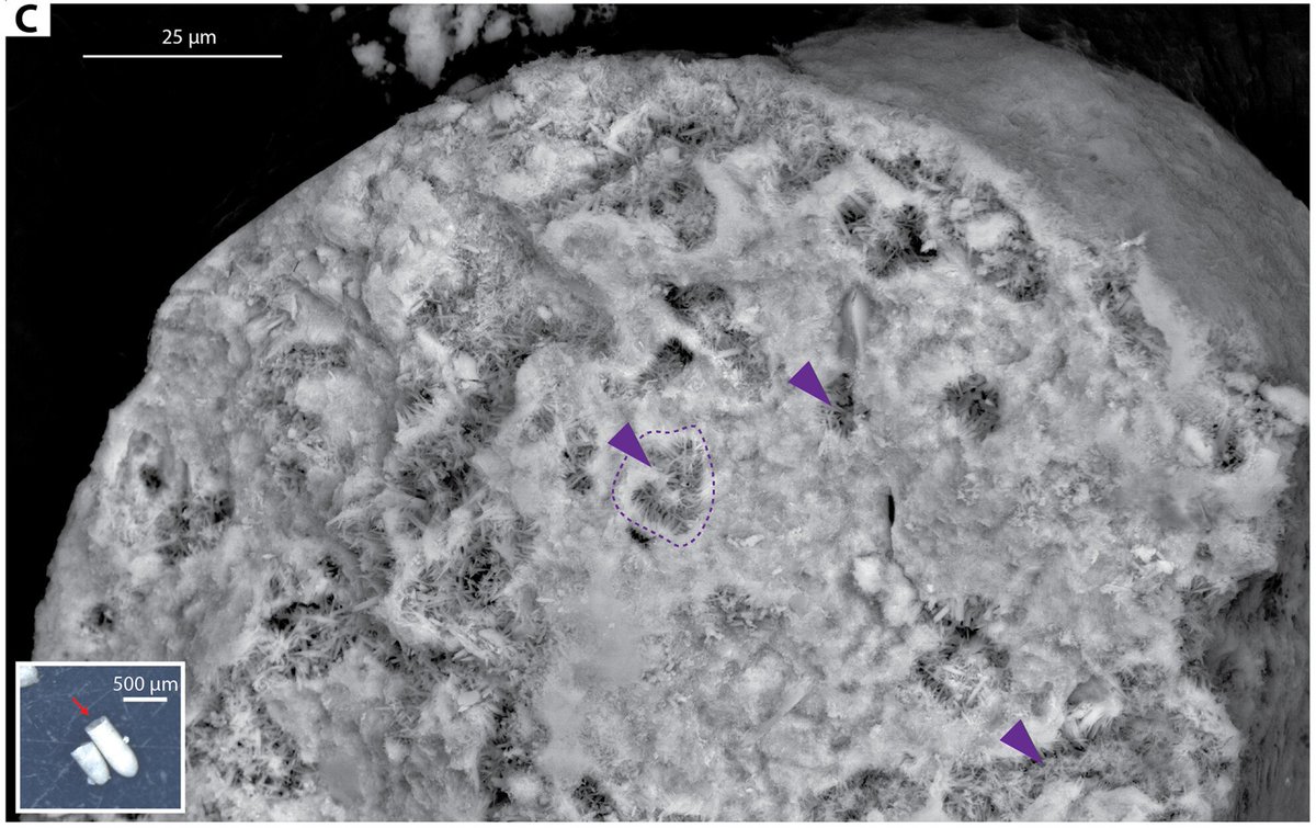 New in TDR
Micritisation products in the inner ramp settings of the Abu Dhabi Lagoon
Thomas Teillet,  Mohamed Harkat,  Kai Hachmann,  Elisa Garuglieri,  Viswasanthi Chandra,  Daniele Daffonchio,  Mónica Sánchez-Román,  Volker Vahrenkamp

doi.org/10.1002/dep2.3…